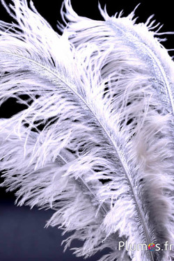 Struis met zilveren schacht – 30-40 cm – wit